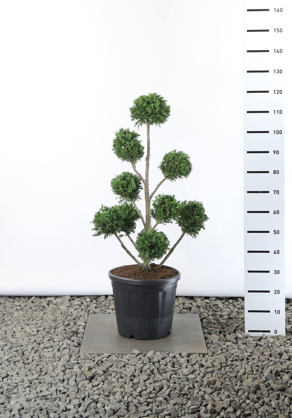 Chamaecyparis o. 'Draht' - 80-100 CM PonPon EXTRA in Cont.